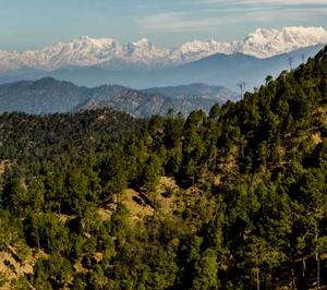 Binsar