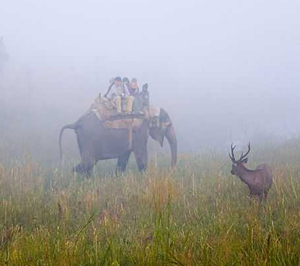 Elephant Ride in Corbett National Park